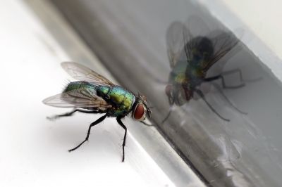 Fly Control