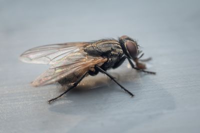 Fly Control
