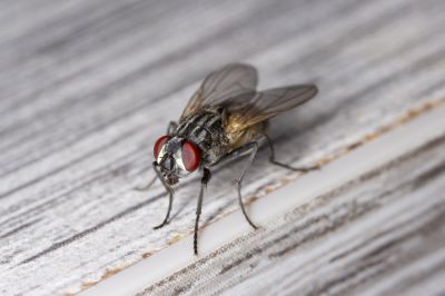 Fly Control