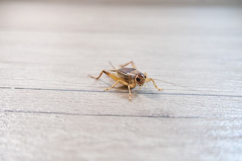 Cricket Control Service in New Braunfels, TX