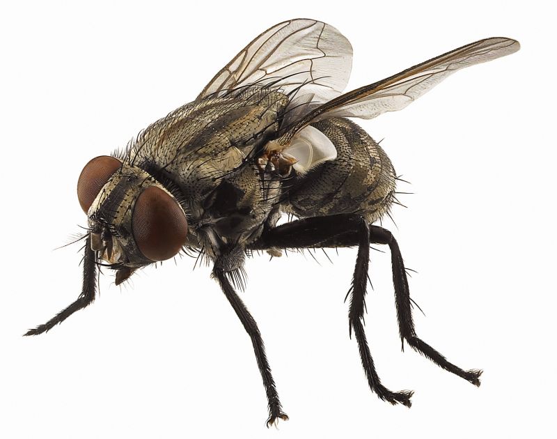 How Flies Impact Customer Experience