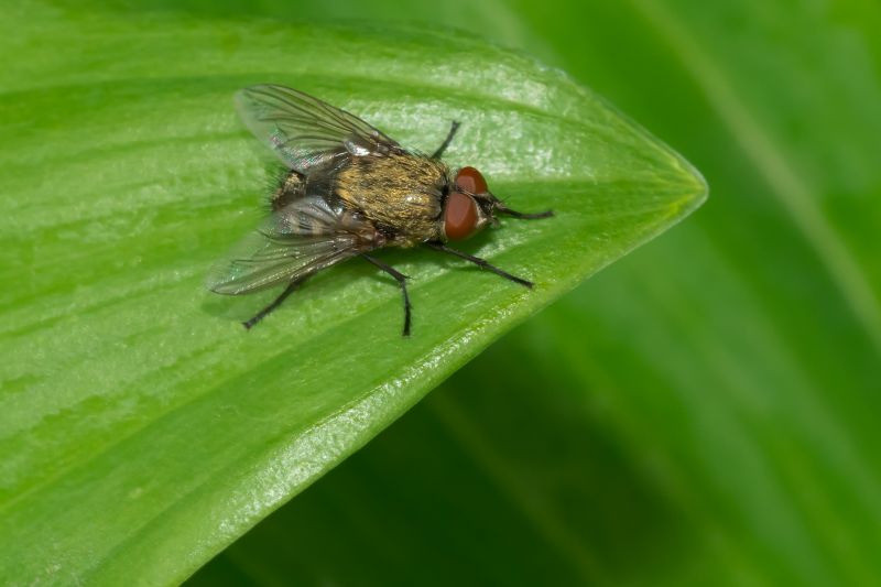 Signs You Need Fly Or Mosquito Control Services